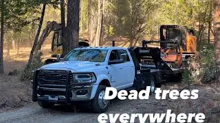 Californias DEAD TREE Problem. Helping a buddy out with a huge problem