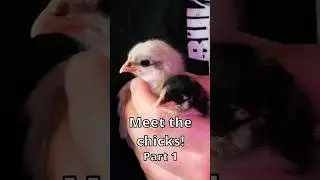 Meet the Chicks, Part 1! #chicks #babychicks #homesteading