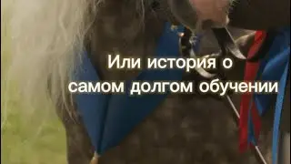 Команда лежать