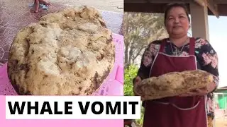 What is Ambergris or Whale Vomit? Why it's so Expensive?