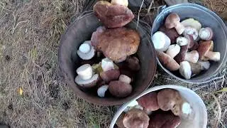 Как мы собирали белые грибы в Сибири
