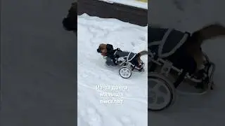 Инвалиду Пирожку некуда идти💔