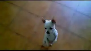 Собака танцует на двух ногах.Dancing Dog