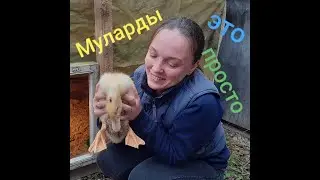 муларды это просто