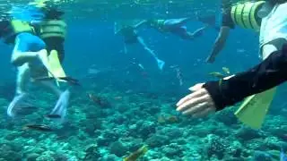 みんな島シュノーケリング2