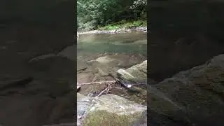 Do Trout Eat Other Trout?