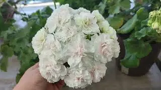 Черенки пеларгонии на продажу и о том куда я пропала.