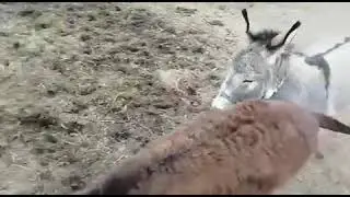 купили осла
