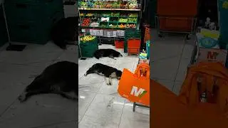 Gıda ürünlerinin satıldığı marketlere girmesine izin verilen başıboş köpekleri kim sahiplenecek?