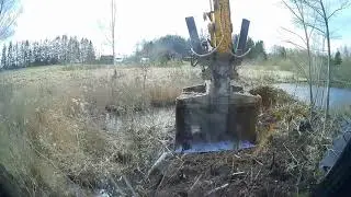 He demolished an abandoned beaver hut, and there ...