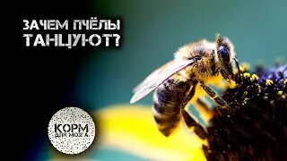 Зачем пчёлы танцуют?
