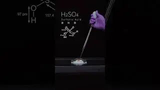 SUGAR + KClO3 + H2SO4 Reaction 🧫💦 #viral #science #shaun #chemistry #shorts