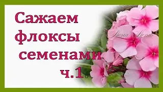 Planting perennial and annual phlox. Phlox (sowing seeds). Drummond Phlox