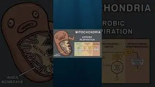 CELL ORGANELLE SONG #biology #song #science #cell #animation #education #comedy #organelle #funny