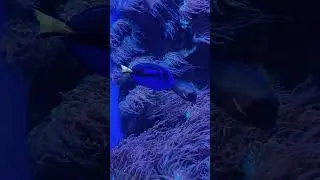 #Paracanthurus #nemo #aquarium #shortvideo #shorts #short