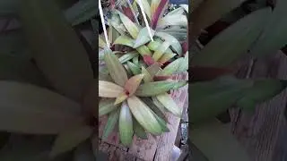 Мои рео.