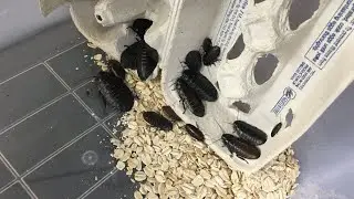 How To Set Up A Colony Of Madagascar Hissing Cockroaches!!! | DIY Hissing Cockroach Enclosure!!!