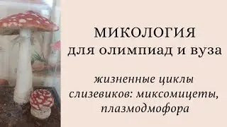 Микология для олимпиад и экзаменов | жизненные циклы слизевиков: Plasmodiophora, миксомицеты