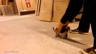 Мото котэ