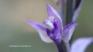 Juin 2019 des plantes sans chlorophylle