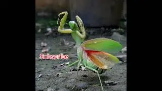 Praying mantis nature secret