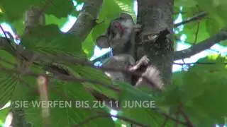 Siebenschläfer1