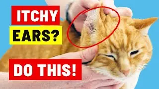 Why Is My Cat Scratching Their Ears So Much?
