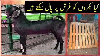 Bakro ko farsh par pal sakte hain?|کیا بکروں کو فرش پر پال سکتے ہیں