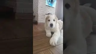 девочка продается
