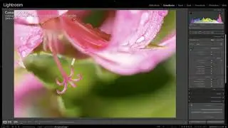 Quick Tip Lightroom | Foto's draaien en spiegelen/kantelen (Dutch)