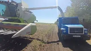 #Уборка мого #соняшника #2024#Саксон#Альдазор