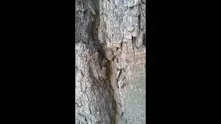 Ants - moments of life🌳🐜🌿 Hormigas - momentos de la vida🌳🐜🌿 Муравьи - моменты жизни🌳🐜🌿