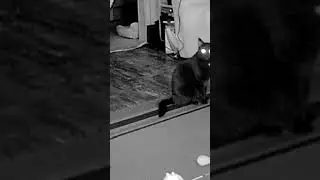 my cat on cctv 