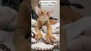 мой красафчик #интересно #cat #тренд #кот #смешно #рек #лекс #ориентал #рыжий #любовь #юмор #орик