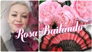 Роза БАЙЛАНДО Bailando🌺 танцую!