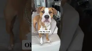 My Dog Speaks Perfect English Pt3  