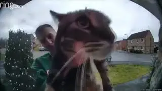 КОТ МЯУКАЕТ В КАМЕРУ
