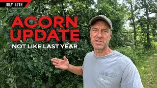 Early Acorn Forecast and Update - How it Affects Strategy | Bowhunting Whitetails w/ Bill Winke