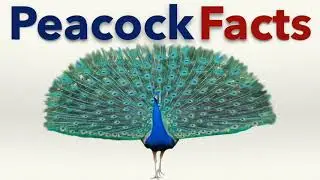 Peacock Facts