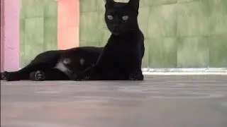 #cat 🐱
