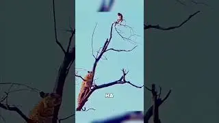 Обезьяна УШЛА от леопарда в воздухе 🐒💥😱