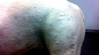 Fleas on a dog