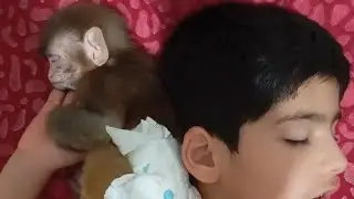 The playful monkey and the little girl's fear of the henna monkey