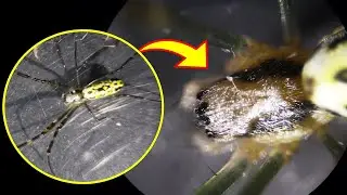 #17 무당거미 확대영상입니다~^^ 무당갈거미 Diadem spider Nephila clavata