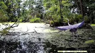Grey heron. Super video from the hunting camera next to the road