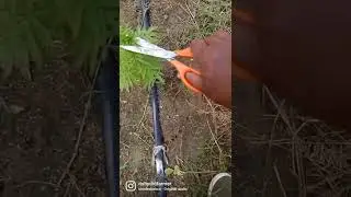 Marigold Flower Seed to Flower Growth @hydrofarmer