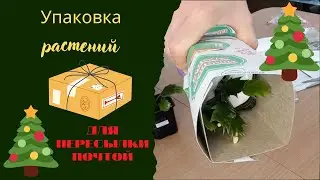 Как упаковать растение для пересылки почтой