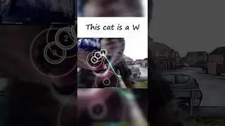 This Cat knows Phonk  #osu #cat #phonk