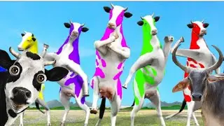 Funny cow dance videos . cows sounds and cow dance videos.cow dance videos 2023!!