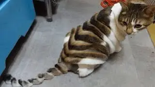 memes em imagens - Gat0 pão de forma